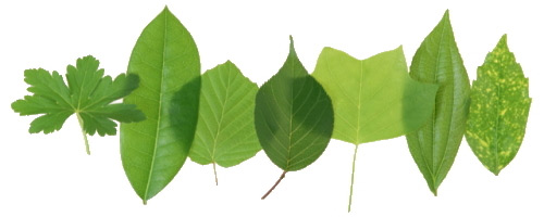 木の葉のイメージ
